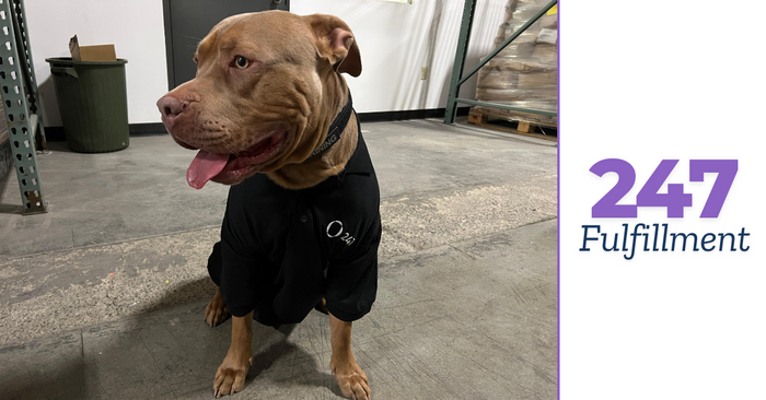 247 Fulfillment: The Best 3PL in Toronto for Dog Toy Brands